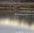 На поспелихинском водоеме поселился белый лебедь - Газета Новый путь