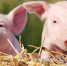 Африканская чума свиней (АЧС) – особо опасная высококонтагиозная вирусная болезнь домашних и диких свиней (кабанов). - Поспелихинский район